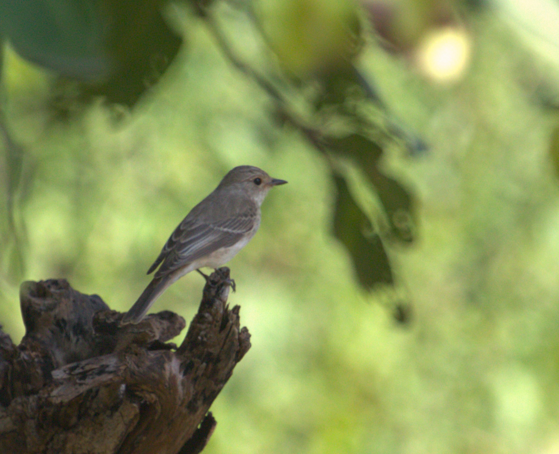 Spotted Flycatcher